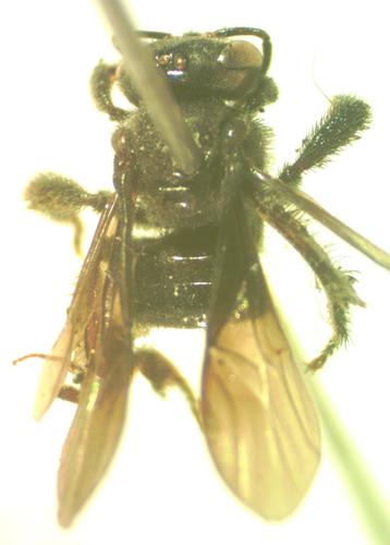 Trigona corvina