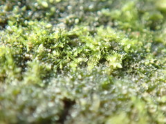 Cephalozia bicuspidata