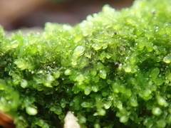 Cephalozia bicuspidata