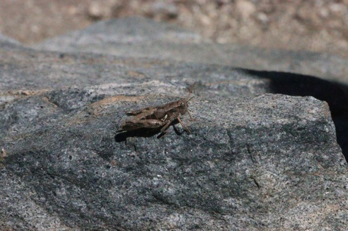iNaturalist observation photo of Short-horned Grasshoppers