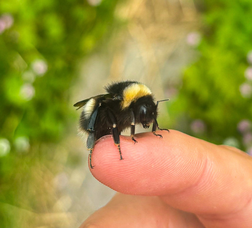 Cryptic Bumble Bee