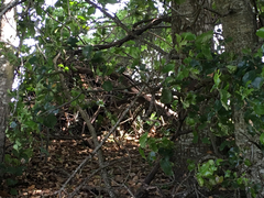 Neotoma fuscipes annectens