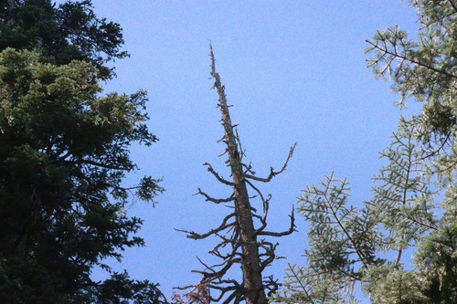 iNaturalist observation photo of Pileated Woodpecker