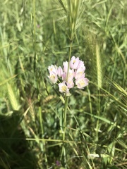 Allium roseum