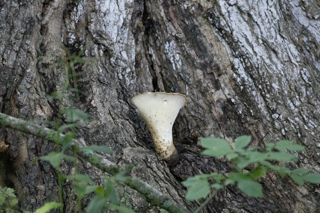 Dryad's Saddle · August 2026 · photo: Photo: (c) Andrew Murray, some rights reserved (CC BY) · iNaturalist