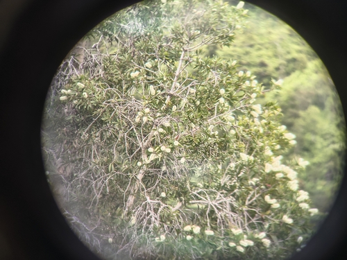 Melaleuca quinquenervia observed 2026-08-03