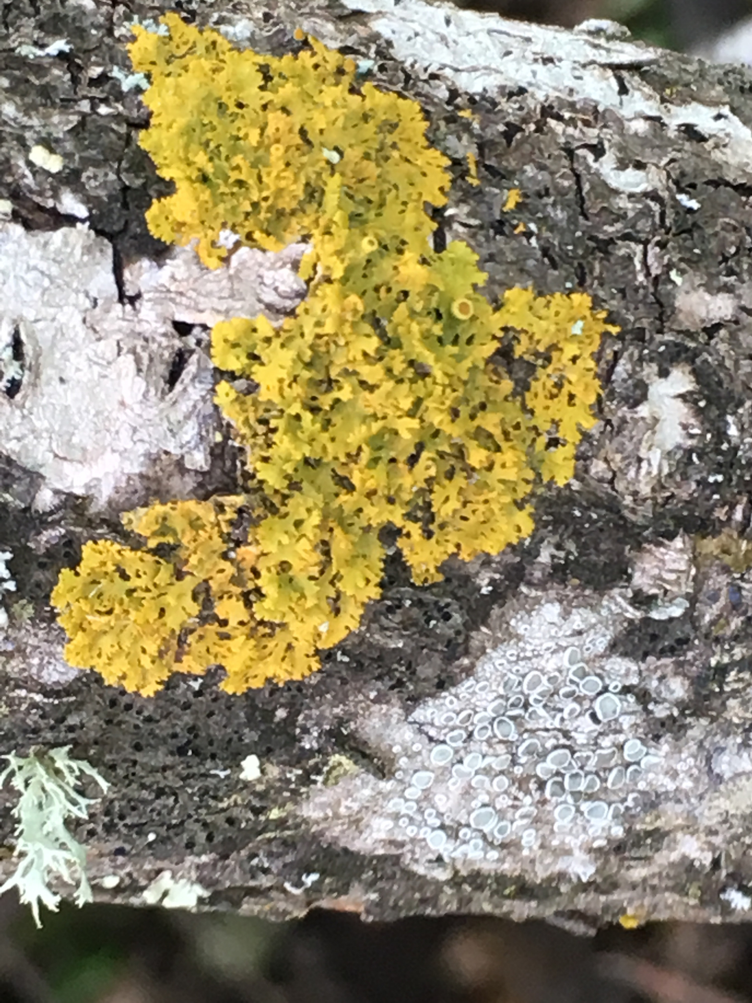Xanthomendoza image