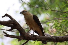 Daptrius chimachima