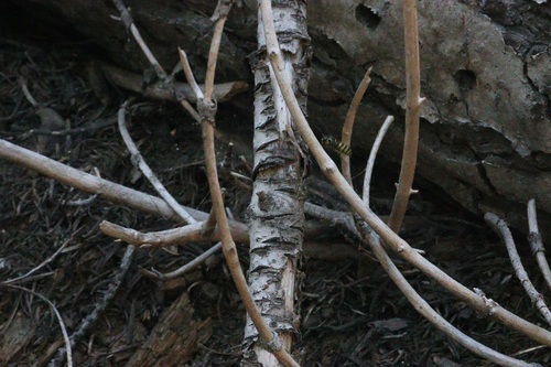 iNaturalist observation photo of Hornets, Paper Wasps, Potter Wasps, and Allies