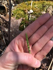 Equisetum pratense