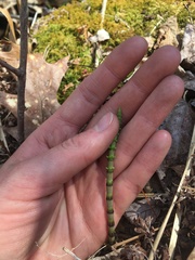 Equisetum pratense