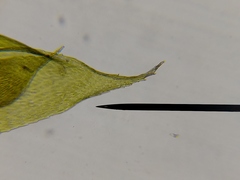 Brotherella recurvans
