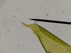 Brotherella recurvans