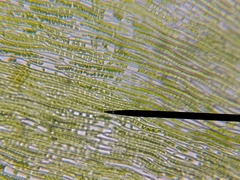 Brotherella recurvans