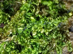 Brotherella recurvans