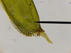 Brotherella recurvans