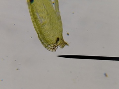 Brotherella recurvans