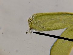 Brotherella recurvans