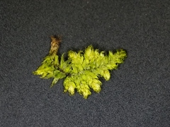 Brotherella recurvans