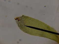 Brotherella recurvans