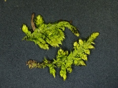 Brotherella recurvans