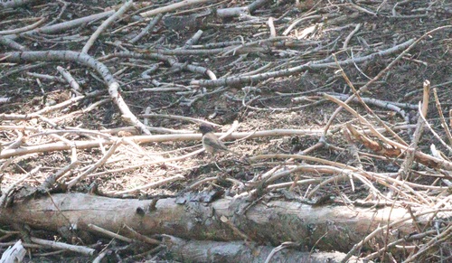 iNaturalist observation photo of Dark-eyed Junco