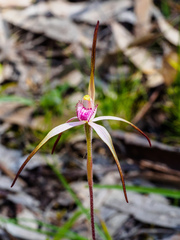 Caladenia versicolor