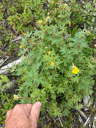 shrubby cinquefoil