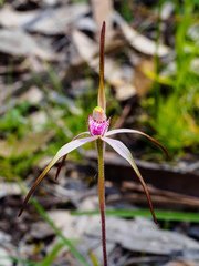 Caladenia versicolor