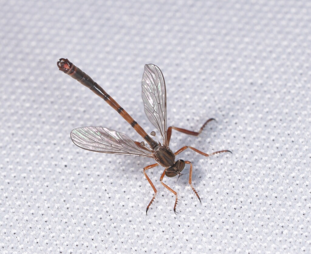 Black-banded Pixie