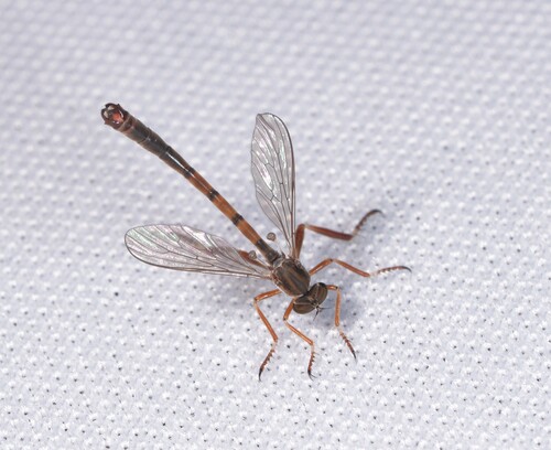 Black-banded Pixie