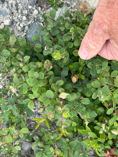 bog bilberry