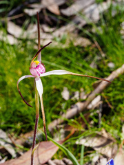 Caladenia versicolor