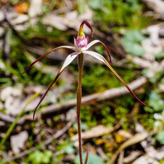 Caladenia versicolor
