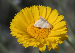 Schinia miniana