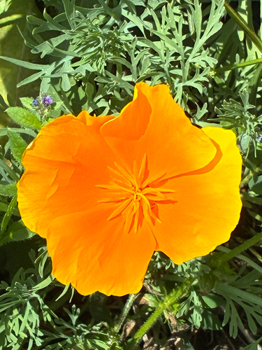 California poppy