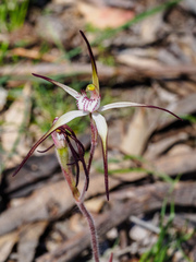 Caladenia versicolor