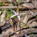 Candy Spider-Orchid - Photo (c) Andrew Dilley, some rights reserved (CC BY-NC), uploaded by Andrew Dilley