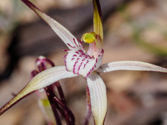 Caladenia versicolor