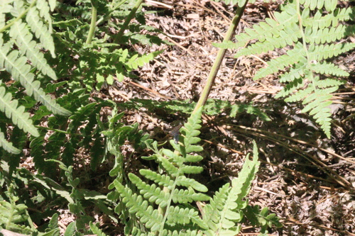 iNaturalist observation photo of Flies