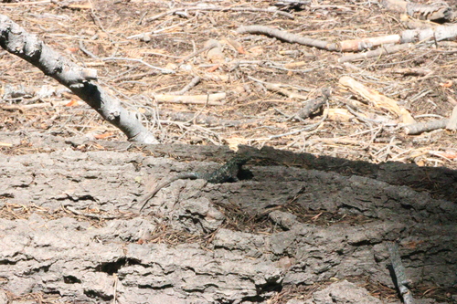 iNaturalist observation photo of Western Fence Lizard