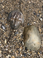 Limulus polyphemus
