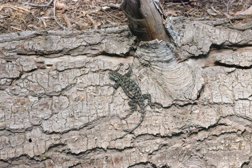 iNaturalist observation photo of Western Fence Lizard
