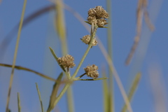 Angiospermae