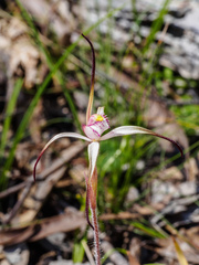Caladenia versicolor