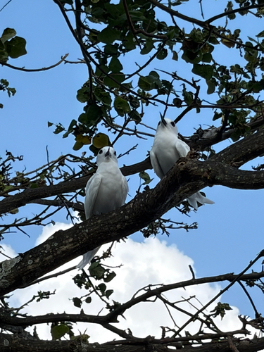 Gygis alba observed 2026-08-03