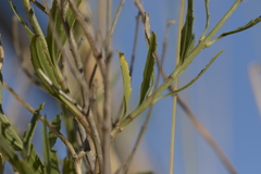 Angiospermae