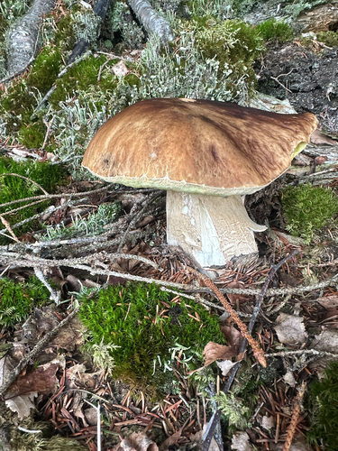 King Bolete