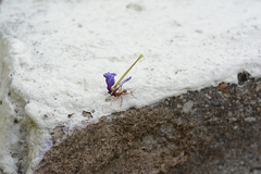 Acromyrmex octospinosus