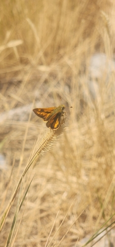 Woodland Skipper